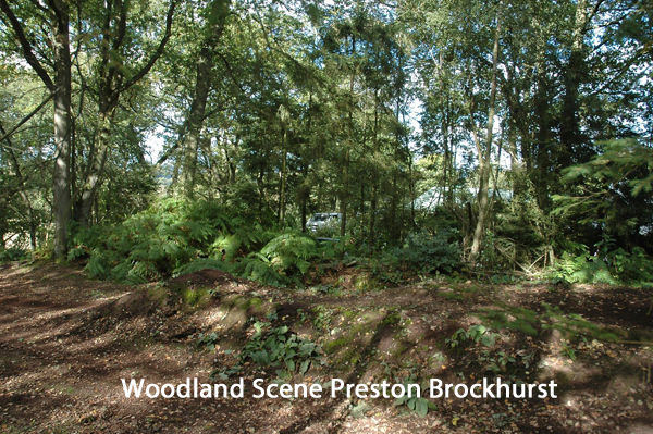 WoodlandscenePrestonBrockhurst.jpg